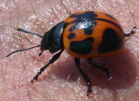 Swamp Milkweed Leaf Beetle